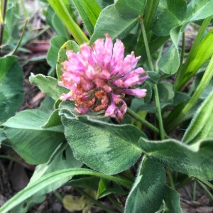 Photographie n°2290034 du taxon Trifolium pratense L.