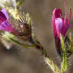 Photographie n°2290046 du taxon Echium vulgare L. [1753]