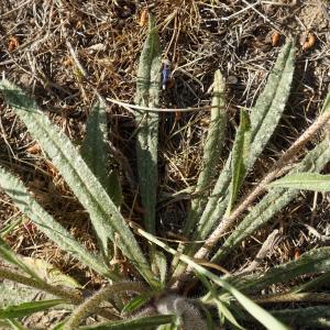 Photographie n°2290050 du taxon Echium vulgare L. [1753]