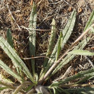 Photographie n°2290052 du taxon Echium vulgare L. [1753]