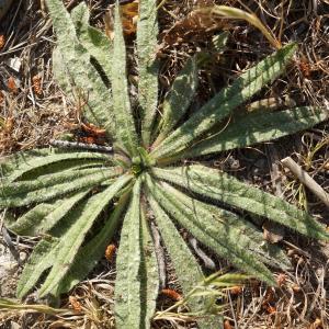 Photographie n°2290055 du taxon Echium vulgare L. [1753]