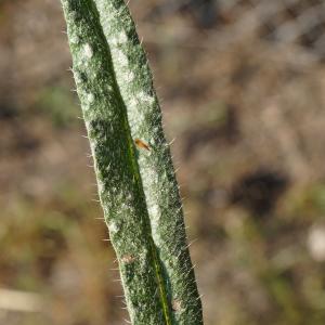 Photographie n°2290056 du taxon Echium vulgare L. [1753]