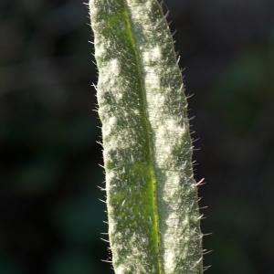 Photographie n°2290060 du taxon Echium vulgare L. [1753]