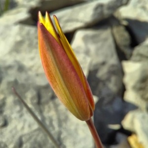Photographie n°2290116 du taxon Tulipa sylvestris L. [1753]