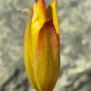 Photographie n°2290117 du taxon Tulipa sylvestris L. [1753]