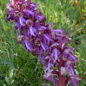 Photographie n°2290127 du taxon Himantoglossum robertianum (Loisel.) P.Delforge [1999]
