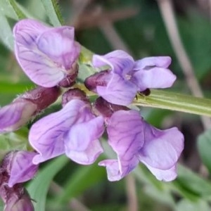 Photographie n°2290150 du taxon Vicia sepium L. [1753]