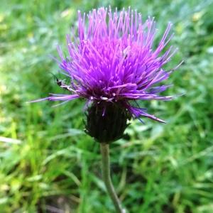 Photographie n°2290154 du taxon Cirsium heterophyllum (L.) Hill [1768]