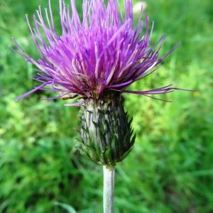 Photographie n°2290155 du taxon Cirsium heterophyllum (L.) Hill [1768]