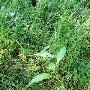 Photographie n°2290160 du taxon Cirsium heterophyllum (L.) Hill [1768]