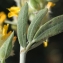  Liliane Roubaudi - Anthyllis cytisoides L. [1753]