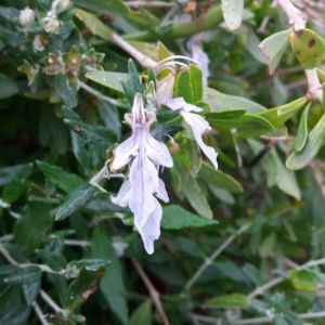 Photographie n°2290179 du taxon Teucrium fruticans L. [1753]