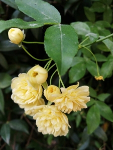 Bernard Sudan, le  2 avril 2019 (Tarascon (Place Louis Gontier))