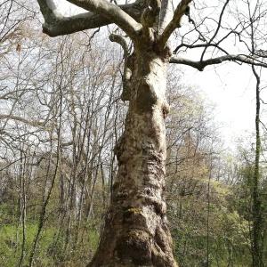 Photographie n°2290192 du taxon Platanus orientalis L. [1753]