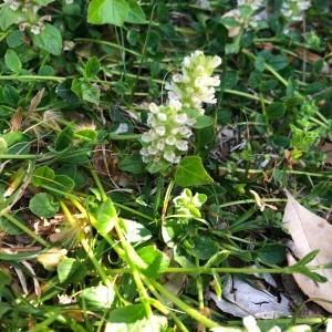 Photographie n°2290199 du taxon Prunella vulgaris L. [1753]