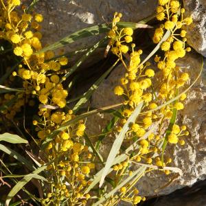 Photographie n°2290201 du taxon Acacia retinodes Schltdl. [1847]