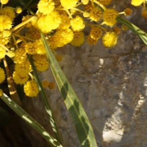 Photographie n°2290202 du taxon Acacia retinodes Schltdl. [1847]