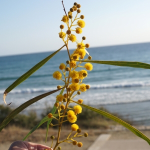 Photographie n°2290209 du taxon Acacia retinodes Schltdl. [1847]