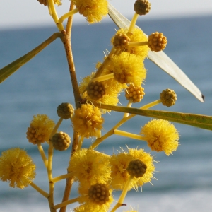 Photographie n°2290210 du taxon Acacia retinodes Schltdl. [1847]