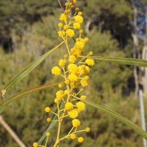 Photographie n°2290211 du taxon Acacia retinodes Schltdl. [1847]