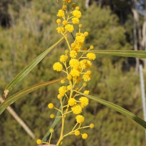 Photographie n°2290213 du taxon Acacia retinodes Schltdl. [1847]