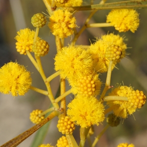 Photographie n°2290214 du taxon Acacia retinodes Schltdl. [1847]