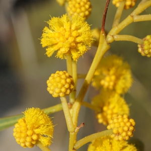 Photographie n°2290215 du taxon Acacia retinodes Schltdl. [1847]