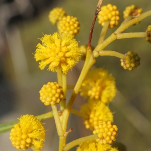 Photographie n°2290216 du taxon Acacia retinodes Schltdl. [1847]