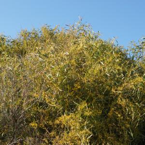 Photographie n°2290217 du taxon Acacia retinodes Schltdl. [1847]