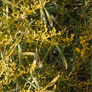 Photographie n°2290218 du taxon Acacia retinodes Schltdl. [1847]