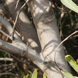 Photographie n°2290219 du taxon Acacia retinodes Schltdl. [1847]