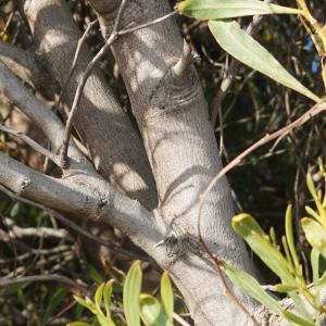 Photographie n°2290225 du taxon Acacia retinodes Schltdl. [1847]