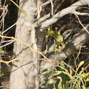 Photographie n°2290226 du taxon Acacia retinodes Schltdl. [1847]