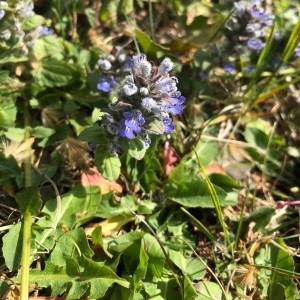 Photographie n°2290227 du taxon Ajuga reptans L. [1753]