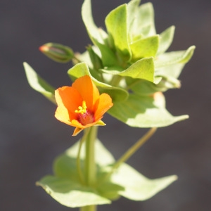 Photographie n°2290231 du taxon Lysimachia arvensis (L.) U.Manns & Anderb. [2009]