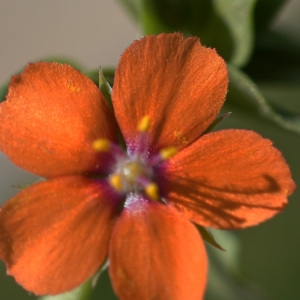 Photographie n°2290242 du taxon Lysimachia arvensis (L.) U.Manns & Anderb. [2009]