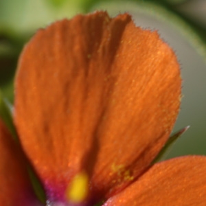 Photographie n°2290245 du taxon Lysimachia arvensis (L.) U.Manns & Anderb. [2009]