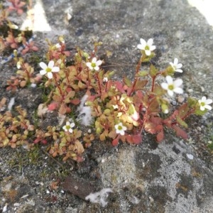 Photographie n°2290282 du taxon Saxifraga tridactylites L. [1753]