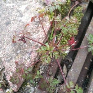 Photographie n°2290293 du taxon Geranium robertianum L. [1753]