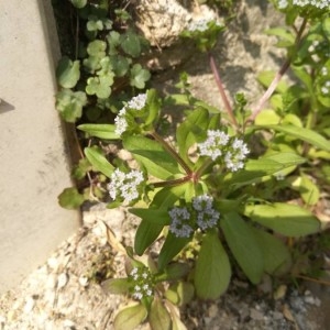 Photographie n°2290294 du taxon Valerianella locusta (L.) Laterr. [1821]