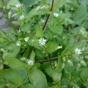 Photographie n°2290301 du taxon Stellaria media (L.) Vill. [1789]