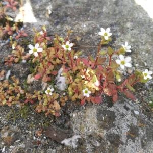 Photographie n°2290331 du taxon Saxifraga tridactylites L. [1753]