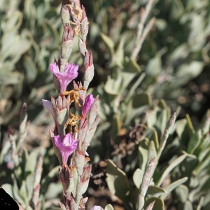 Photographie n°2290348 du taxon Limoniastrum monopetalum (L.) Boiss. [1848]