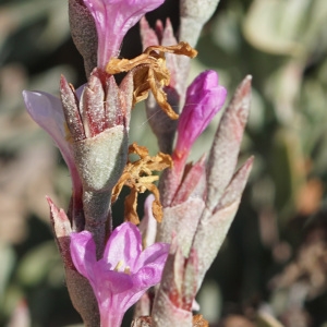 Photographie n°2290349 du taxon Limoniastrum monopetalum (L.) Boiss. [1848]