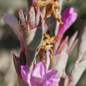 Photographie n°2290350 du taxon Limoniastrum monopetalum (L.) Boiss. [1848]