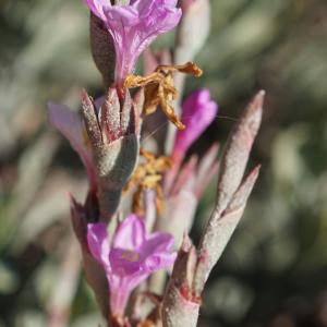 Photographie n°2290351 du taxon Limoniastrum monopetalum (L.) Boiss. [1848]