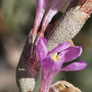 Photographie n°2290352 du taxon Limoniastrum monopetalum (L.) Boiss. [1848]