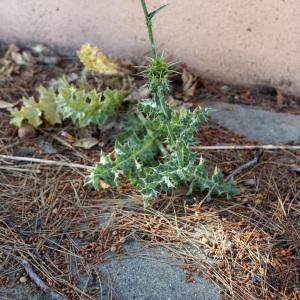 Photographie n°2290388 du taxon Silybum marianum (L.) Gaertn. [1791]