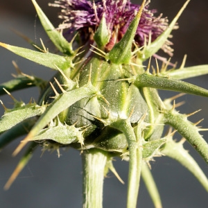 Photographie n°2290393 du taxon Silybum marianum (L.) Gaertn. [1791]