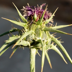 Photographie n°2290394 du taxon Silybum marianum (L.) Gaertn. [1791]